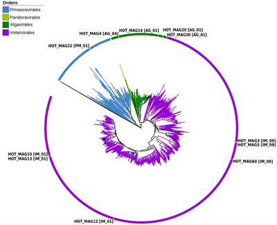 Diversity and genomics of giant viruses in the North Pacific Subtropical Gyre